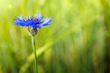 Mavi bir peygamber çiçeği yeşil izole makro.