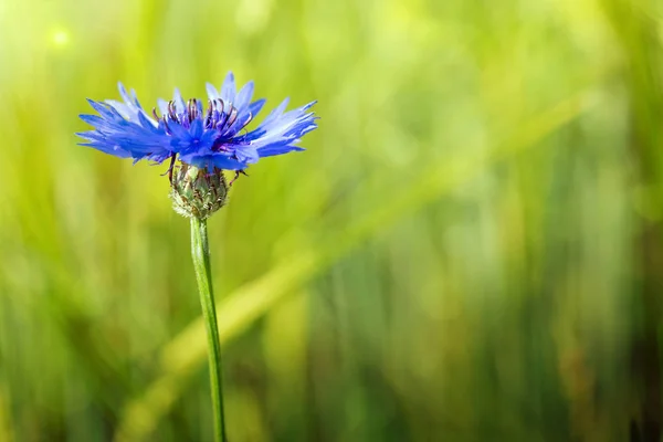 Macro de um cornflower azul isolado no verde . — Fotografia de Stock