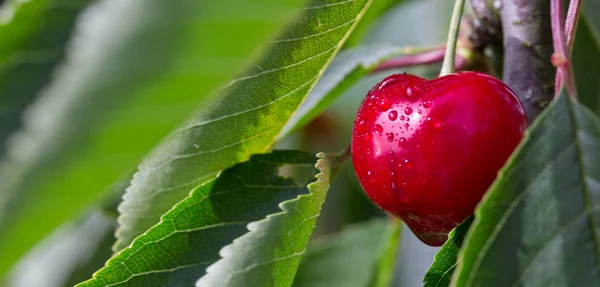 Makro snímek na velké červené cherry. Přírodní pozadí. — Stock fotografie