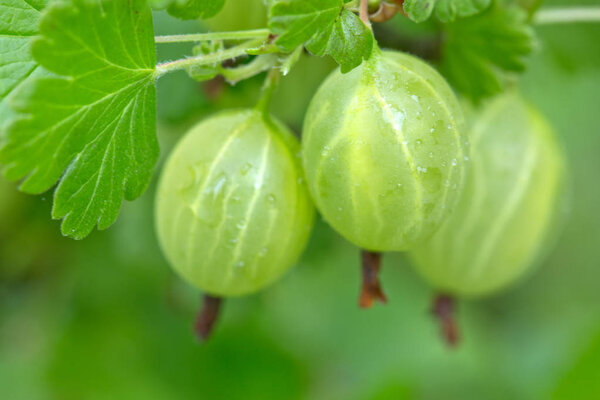 Branch of green gooseberry in the summer garden.
