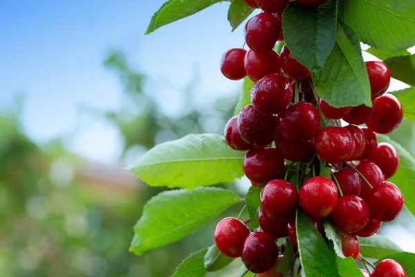 Makro aufnahme auf cerejas vermelhas no jardim de verão . — Fotografia de Stock