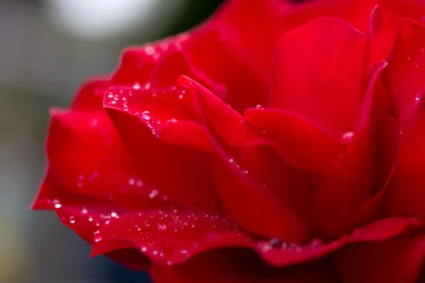 Σταγόνες κόκκινο τριαντάφυλλο closeup με νερό. Λουλούδια πλαίσιο. — Φωτογραφία Αρχείου