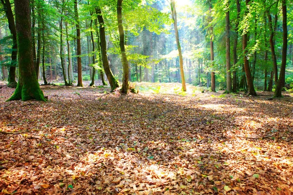 Forêt d'été avec lumière du soleil. Contexte naturel . — Photo