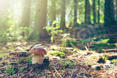 Porcini mantar sonbahar ormanın içinde. Doğa arka plan.