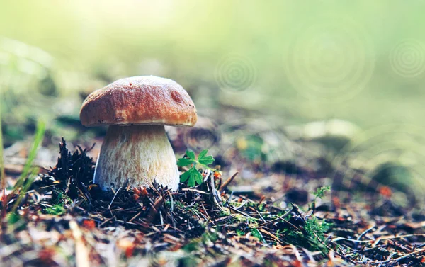 Porcini mushroom in the autumn forest. Nature background. — Stock Photo, Image