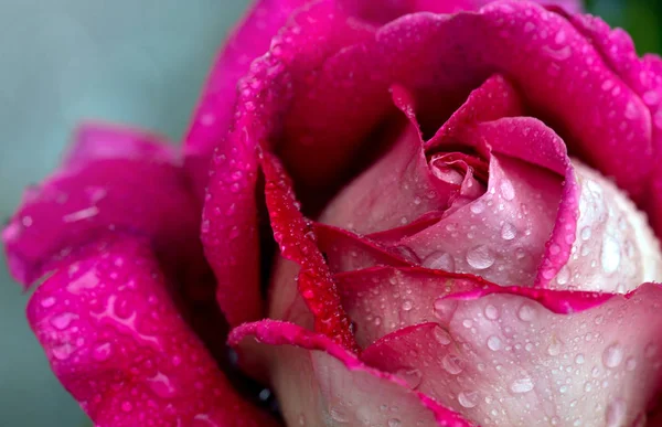 Рожева троянда крупним планом з краплями води. Тло квітів . — стокове фото