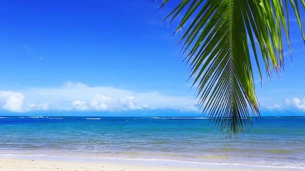 Mer Caraïbes et feuilles de palmier  . — Video