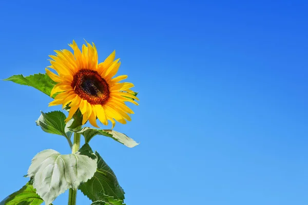 Close-up van zon bloem geïsoleerd op blauwe hemel. — Stockfoto