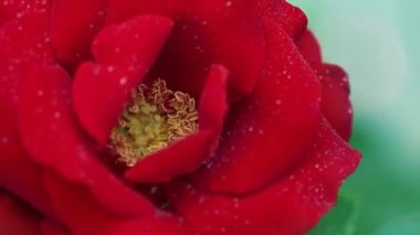 Su damlaları ile kırmızı gül yakın plan.