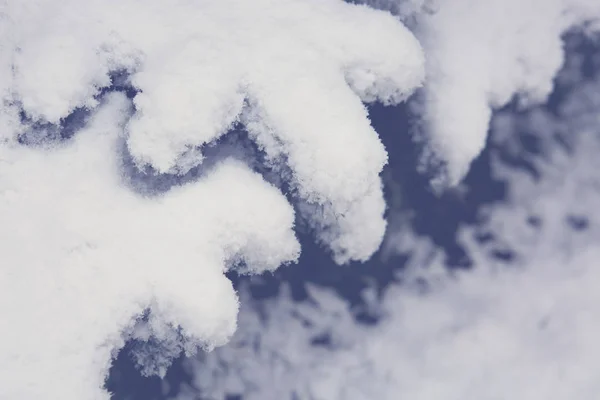 Boom pijnboomtakken bedekt met sneeuw. — Stockfoto
