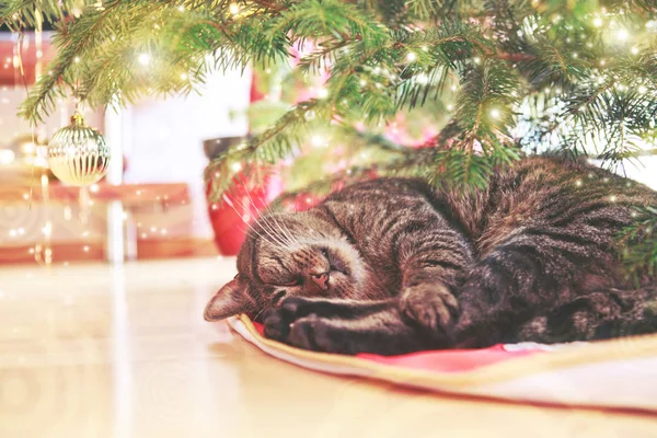 灰色の猫は、クリスマス ツリーの下で眠る. — ストック写真