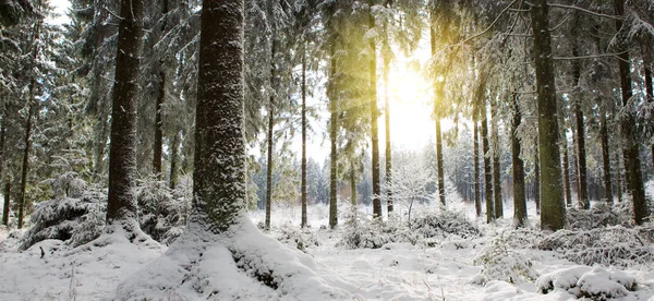 Günbatımı kış orman içinde. Kış Doğa arka plan.