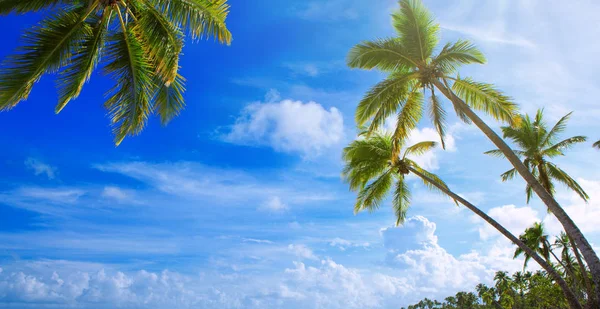 Palmiers sur la plage tropicale. Contexte du voyage . — Photo