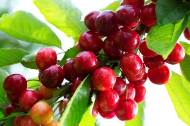 Makro aufnahme yaz bahçesinde kırmızı kirazlar.