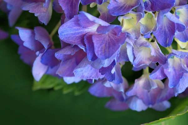 Niebieskie tło Hortensja. Fotografia makro. Tle kwiatów. — Zdjęcie stockowe