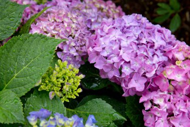 Renkli ortanca yaz bahçesinde. Makro fotoğraf.