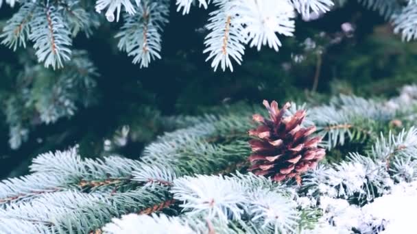 Cônes de sapin sur la branche de sapin recouverts de neige. — Video