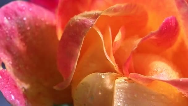 Roze - gele roos close-up met waterdruppels. — Stockvideo