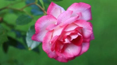 Yeşil arka plan üzerinde izole su damlaları ile pembe gül.