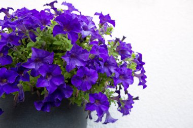 Yaz bahçesinde bir parlak Petunya çiçek.