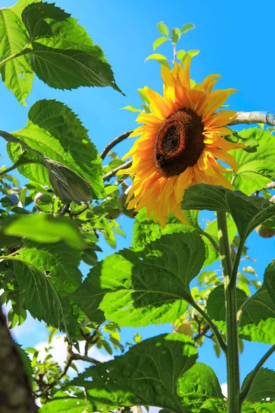 Primer plano de la flor del sol aislado en el cielo azul . —  Fotos de Stock