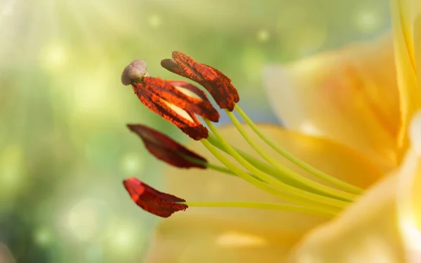 Macro shot on yellow lily flower in summer day. — Stock Photo, Image