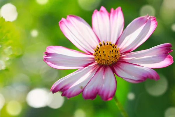 Květ růžový kosmu izolované na zelené rozostření pozadí. — Stock fotografie