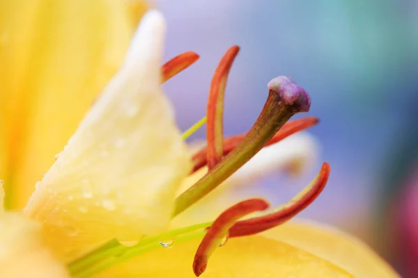 Μακρό πλάνο σε κίτρινο λουλούδι κρίνου την καλοκαιρινή μέρα. — Φωτογραφία Αρχείου