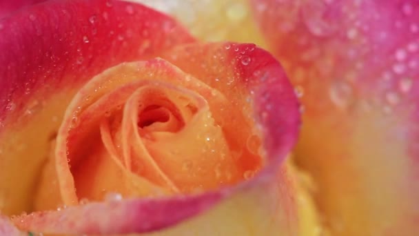 Ροζ - κίτρινο τριαντάφυλλο closeup με σταγόνες νερού. — Αρχείο Βίντεο