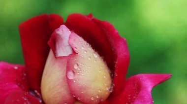 Su damlaları ile kırmızı gül yakın plan.