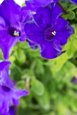 Mavi Petunya arka plan. Makro fotoğraf.