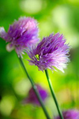 Yeşil izole mor Chives çiçekler arka plan bulanıklık.