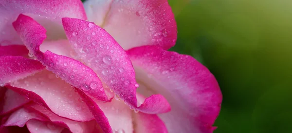 Rosa rosa close-up com gotas de água. Fundo de férias . — Fotografia de Stock