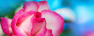 Pembe gül tatlı su ile bırakır. Tatil arka plan.