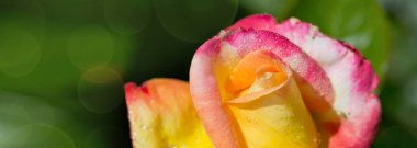 Watwr damla ile kırmızı sarı gül portre.