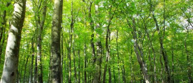 Yaz orman güneş ışığı ile. Yaz arka plan.
