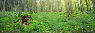 Yaz orman güneş ışığı ile. Doğa arka plan.