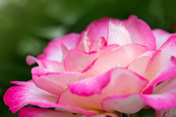 Różowa Róża zbliżenie z watwr spadek. Tło wakacje. — Zdjęcie stockowe
