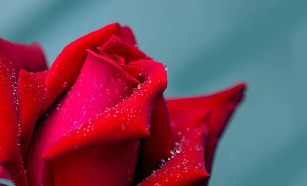 Красная роза крупным планом с капли воды. Цветы фон . — стоковое фото