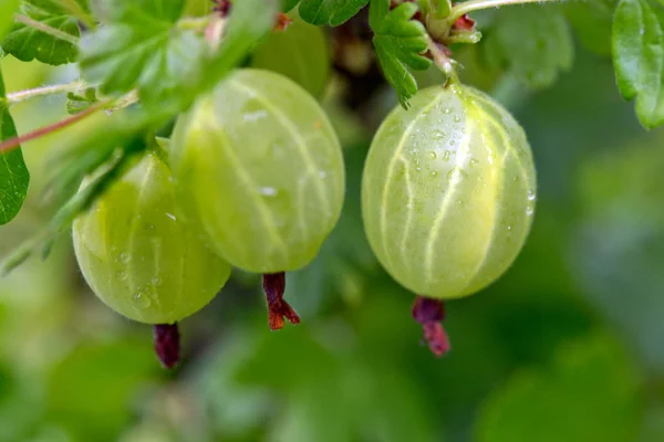 Färska stora gröna krusbär i sommarträdgård. — Stockfoto