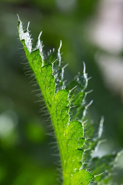 Daun hijau dan air tetes latar belakang makro  . — Stok Foto