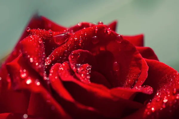 红玫瑰特写与水滴。花卉背景. — 图库照片