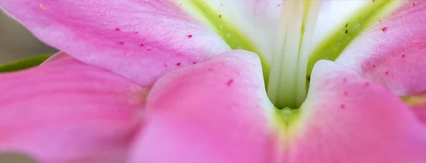 夏季粉红色百合花的宏观拍摄. — 图库照片