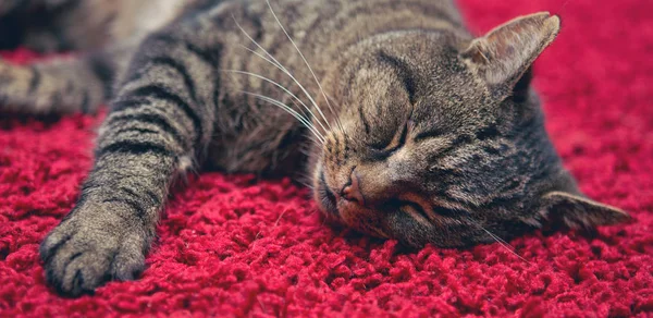 O gato cinza dorme confortavelmente em um tapete vermelho . — Fotografia de Stock