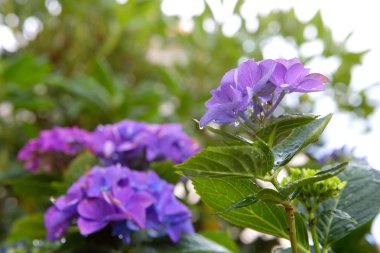 Ortanca arka plan mavi. Makro fotoğraf. Çiçekler arka plan.