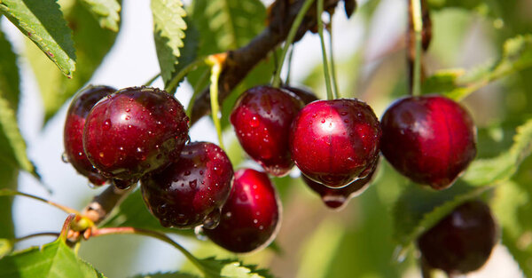 Macro shot on red cherries in the summer garden.