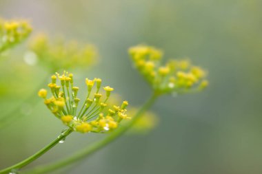 Çiçek açan dereotlarını kapatın. Doğa arkaplanı.