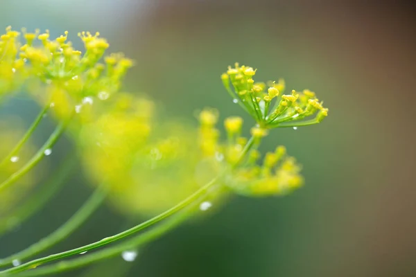 花が咲くディルの花を閉じます。自然背景. — ストック写真