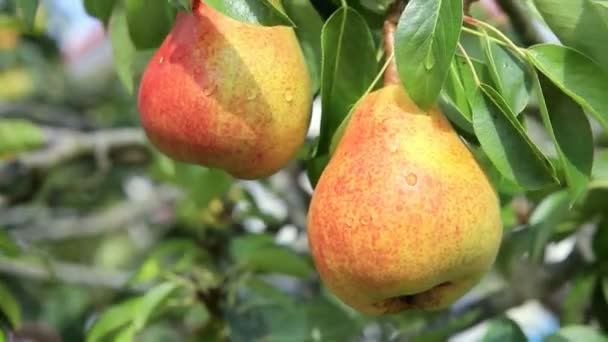 William Bon Chretian pears ripening on the tree. — Stock Video