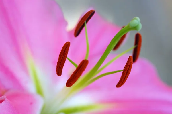 Macro tiro na flor de lírio rosa no dia de verão . — Fotografia de Stock
